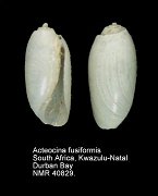 Acteocina fusiformis